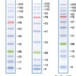 Protein Marker - Tricolor (10-245 kDa)