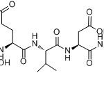 Caspase-10 Assay Kit