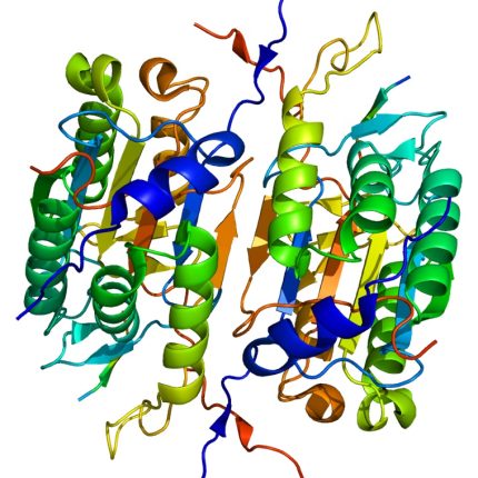 Caspase 2