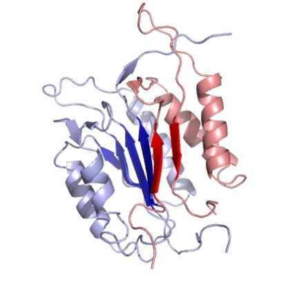 Caspase 3