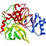 Chymotrypsin Digestion Kit