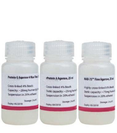 Protein A/G Agarose Resin