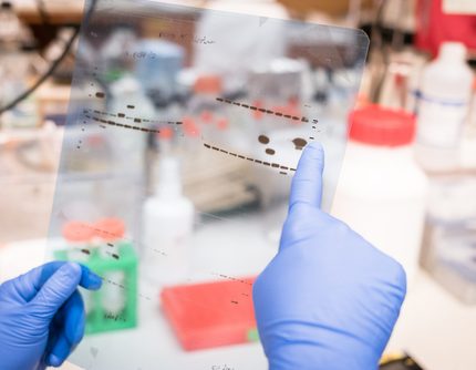 Chemiluminescent-HRP Western Blot Substrate