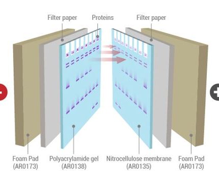 Nitrocellulose Membrane (10 x 10cm)