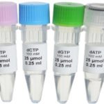 dNTP Set [100 mM Each]