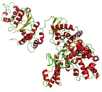 Taq DNA polymerase with Buffers