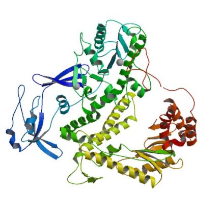 Pfu DNA Polymerase with Buffers and dNTPs (2.5 mM each)