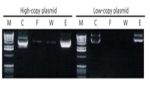 Plasmid DNA Extraction Kit