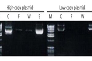 Plasmid DNA Extraction Kit