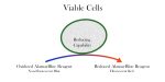 AlamarBlue Cell Viability Assay Reagent