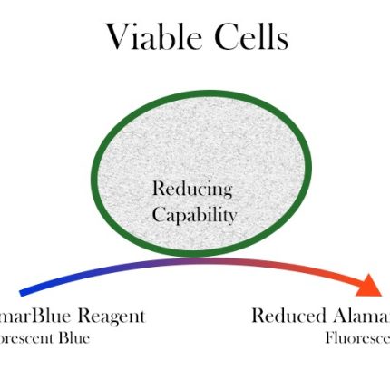 AlamarBlue Cell Viability Assay Reagent