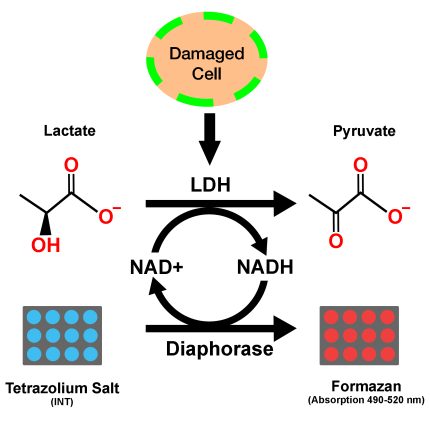 LDH Cytotoxicity Assay Kit Colorimetric