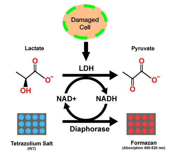 Ldh Cytotoxicity Assay Kit Colorimetric Cepham Life Sciences Research Products