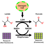 LDH Cytotoxicity Assay Kit