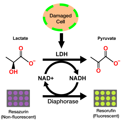 LDH Cytotoxicity Assay Kit