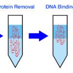 Genomic DNA Extraction Kit - Urine