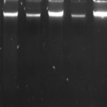 Genomic DNA Extraction Kit - Universal