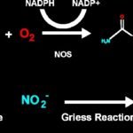 Nitric Oxide (NO) Detection Kit