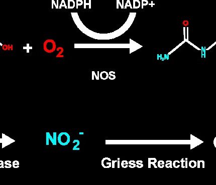 Nitric Oxide (NO) Detection Kit