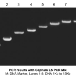 Taq DNA polymerase with Buffers and dNTPs (2.5 mM each)