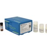 Protease Assay Kit