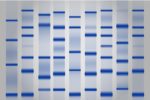 Tris-Glycine-SDS Running Buffer [10X]