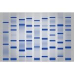 LDS Sample Buffer [4X]