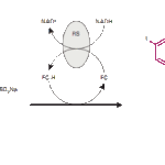 WST-1 Cell Cytotoxicity Assay Kit