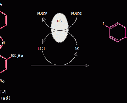 WST-1 Cell Cytotoxicity Assay Kit