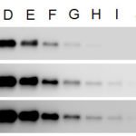 Chemiluminescent-HRP Western Blot Kit
