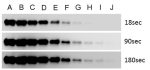 Chemiluminescent-HRP Western Blot Kit