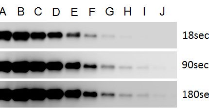 Chemiluminescent-HRP Western Blot Kit