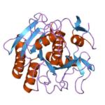 Proteinase K