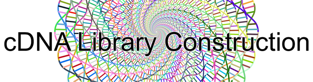 cDNA Library Construction