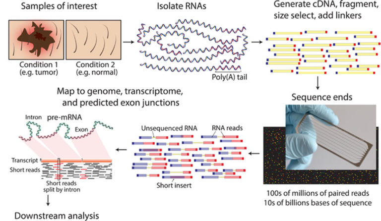 A Beginner’s Guide To RNA-Seq: Library Prep And Applications