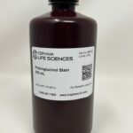 Phloroglucinol Stain