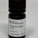 Propidium Iodide stain