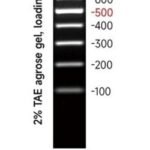 DNA size ladder on a dark background gel; right side shows bp markers from ~100 to 1000 with the 500 bp band highlighted in red; left text notes 2% TAE gel, loading 5 μL