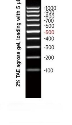 DNA size ladder on a dark background gel; right side shows bp markers from ~100 to 1000 with the 500 bp band highlighted in red; left text notes 2% TAE gel, loading 5 μL