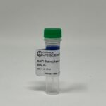 DAPI Stain (Ready to use)