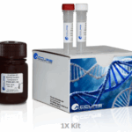 1X High Sensitivity dsDNA Quantification Kit