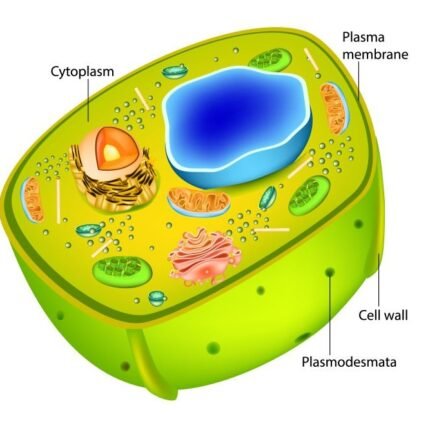 Diagram of a plant cell showing a large central vacuole, chloroplasts, and labeled parts: cytoplasm, plasma membrane, cell wall, plasmodesmata.