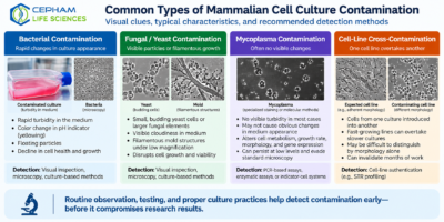 Common types of mammalian cell culture contamination including bacteria, fungi, mycoplasma, and cell-line cross-contamination