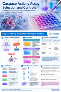 Caspase activity assay infographic showing apoptosis pathways, assay formats, caspase substrates, and experimental controls.